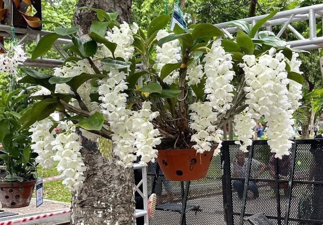 Hoa lan Kiều  trắng ( hoa lan thủy tiên trắng) hoa thơm, cây giống nhỏ