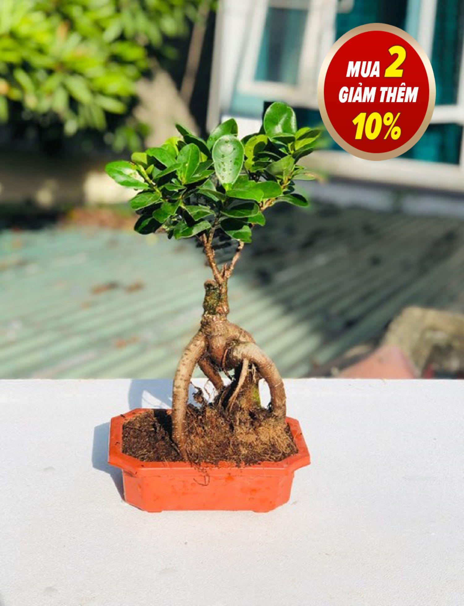 Cây bonsai si nhật mini để bàn