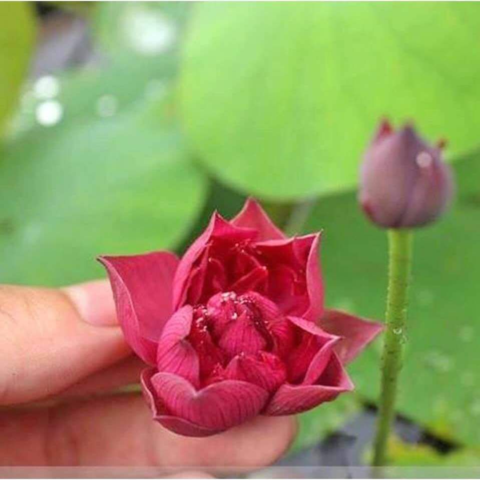 (20 Hạt F1) Hạt Giống Sen Mini Nhật 10 màu