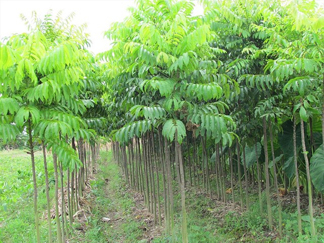 Cây SẤU GHÉP, SẤU HẠT giống - Hàng chuẩn cao từ (50-80) cm + Tặng 2 Cây Quế Giống