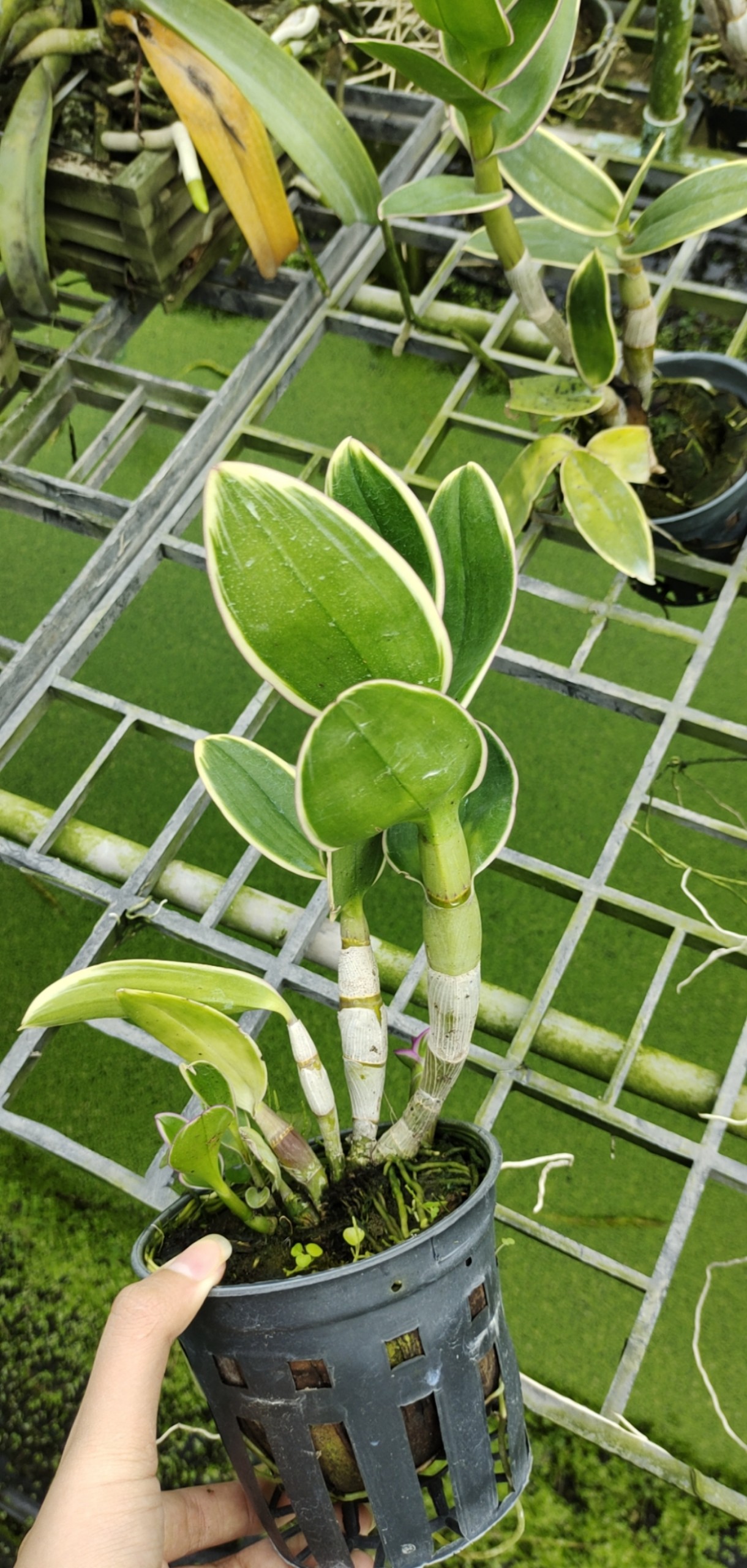 Den chớp Thongchai Gold ( chớp lá_chớp hoa )