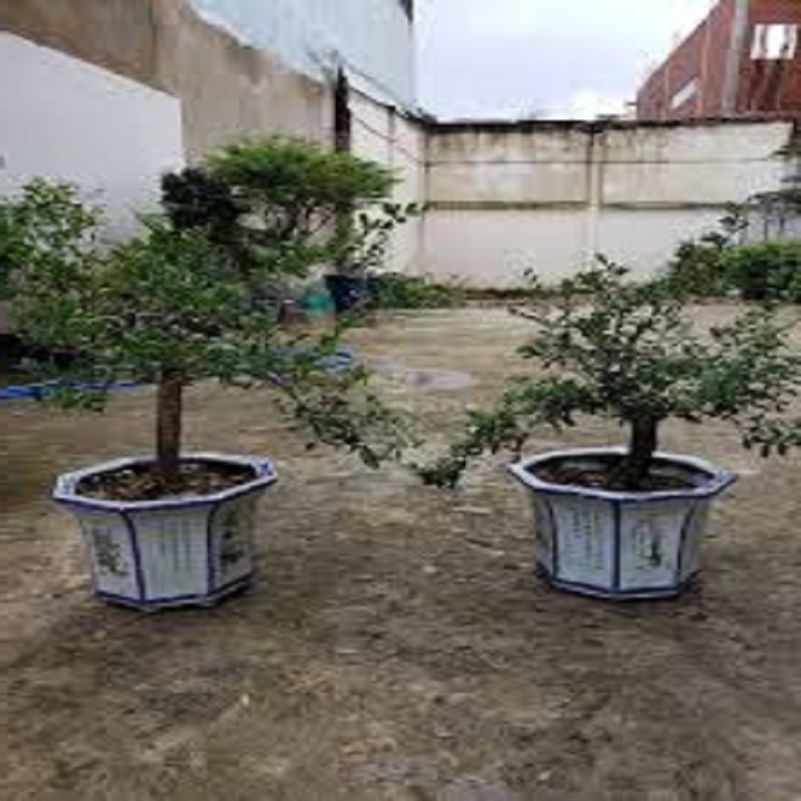 Linh sam bông trắng