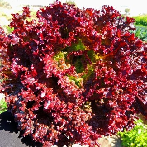 [HCM]2g Hạt Giống Rau Xà Lách Tím Lollo Rossa