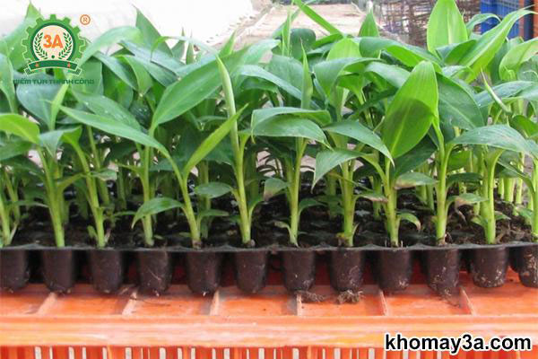 Cây giống chuối Mốc [ Chuối sứ, chuối Xiêm ]
