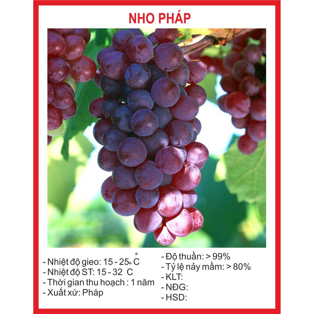 Hạt giống nho pháp 10 hạt