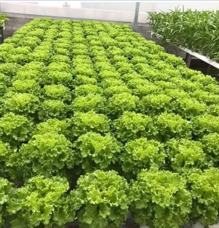 Combo 4 gói hạt giống xà lách ( xà lách xoăn tím- xoăn xanh - xà lách đăm - xà lách chịu nhiệt)