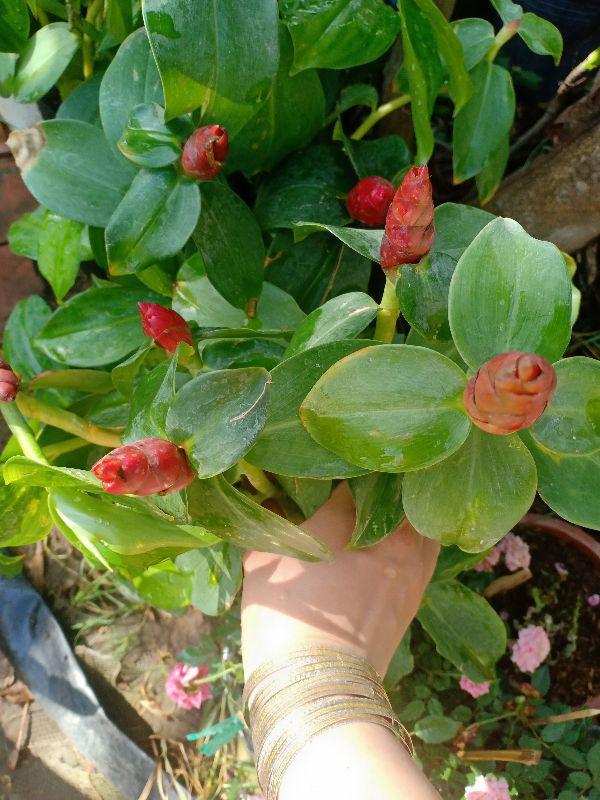 chậu phúc lộc thọ