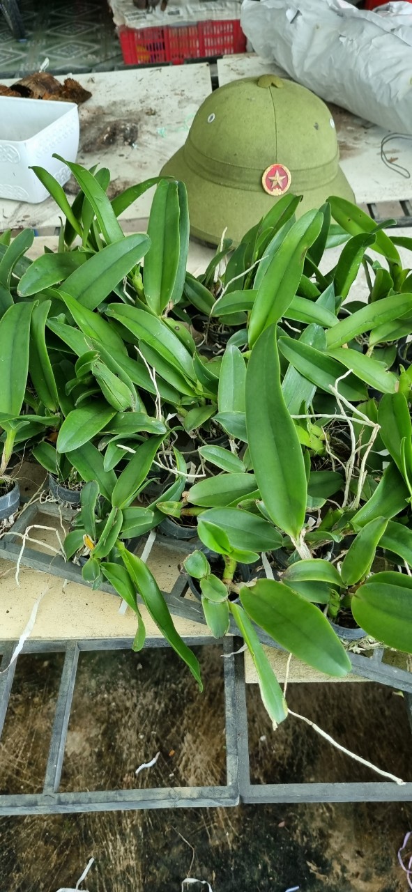 HOA LAN CATT RỒNG LỬA CÂY GIỐNG
