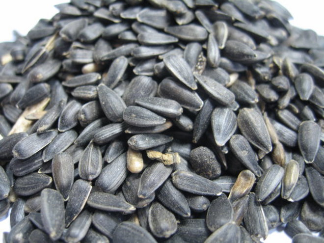 hạt hướng dương đen nhỏ cho chim