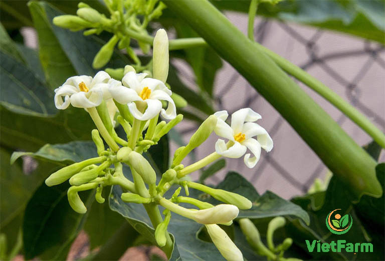 Hạt giống cây đu đủ đực - gói 20 hạt