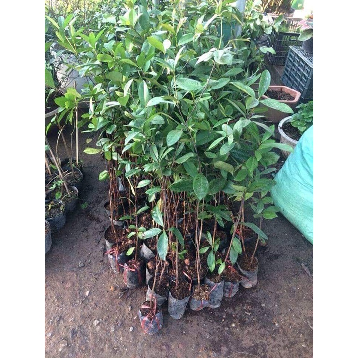 Cây giống cherry Brazil (ra trái siêu sớm- cam kết chuẩn giống)