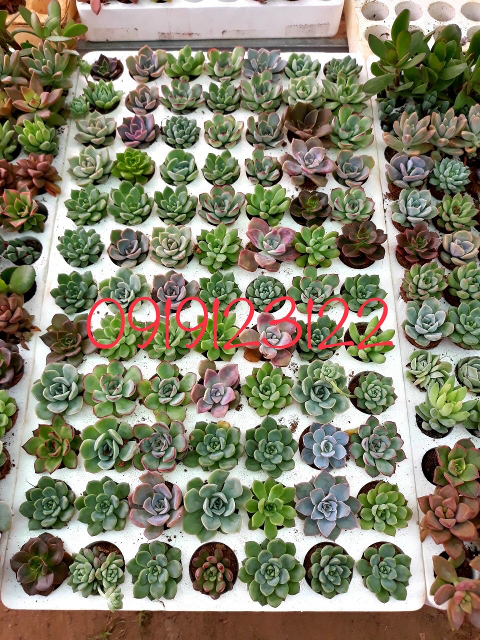 Khay xốp ươm cây 112 lỗ khay xốp gieo hạt