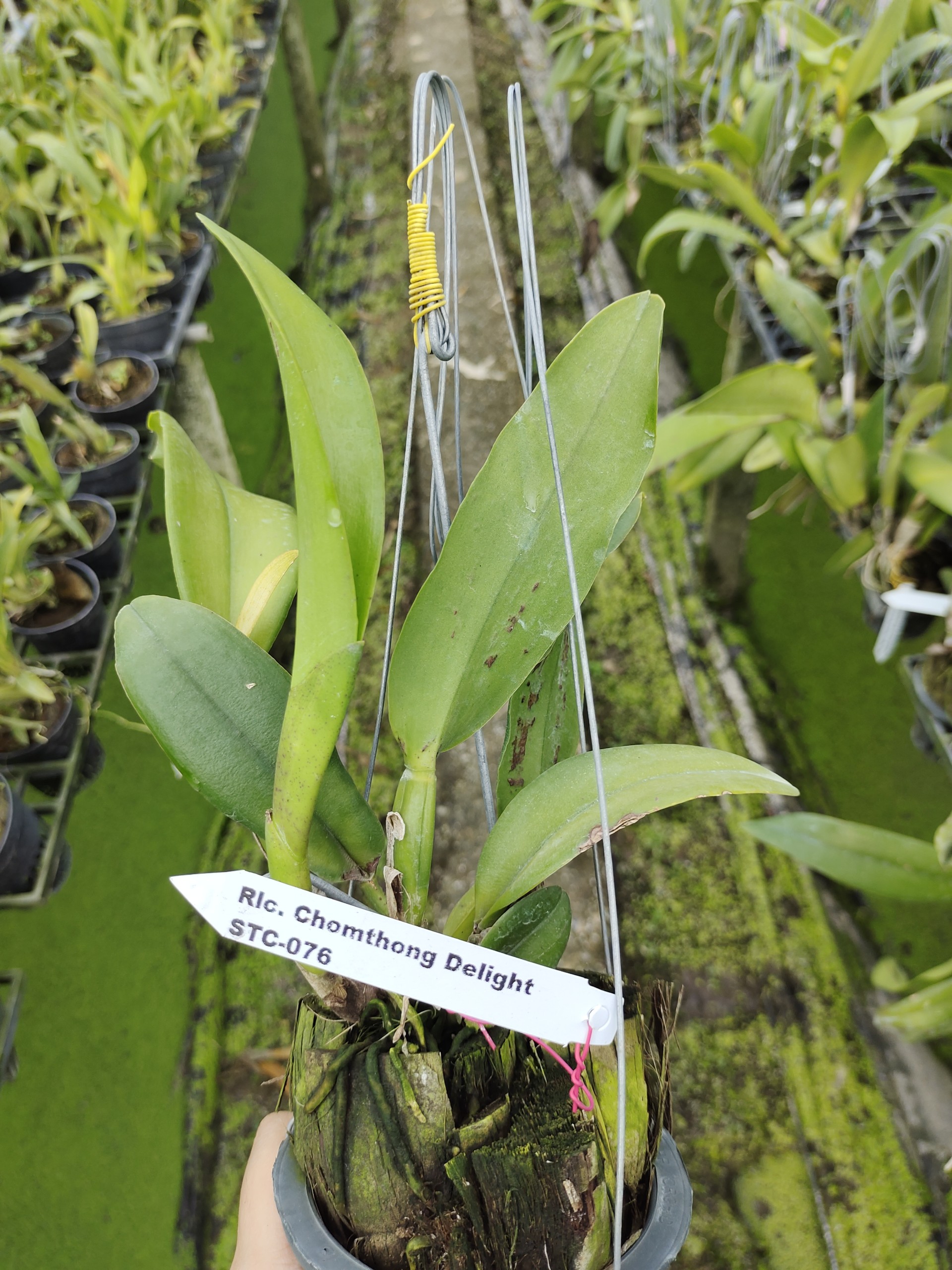 Hoa lan Cattleya Chomthong delight hoa đẹp, siêng hoa
