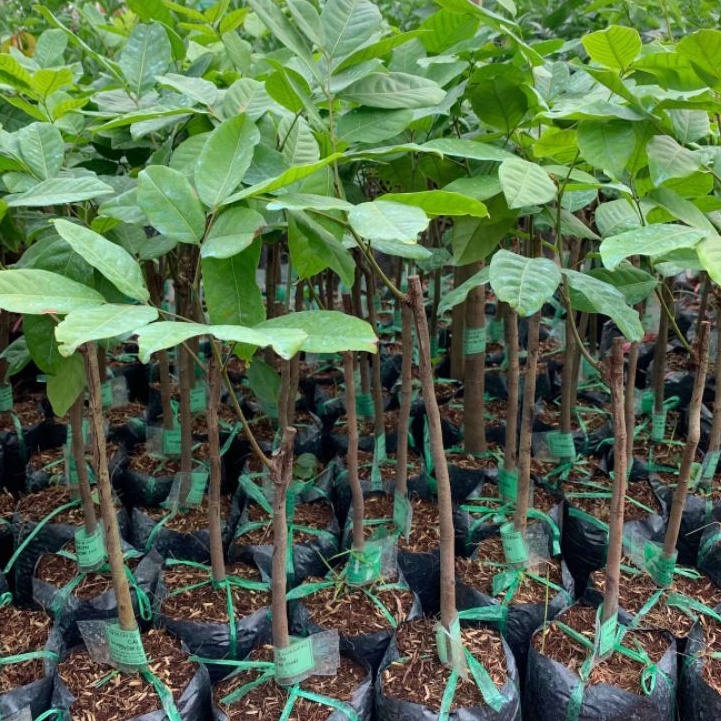 CÂY GIỐNG CHÔM CHÔM TRÓC SIÊU SỚM(CÂY GIỐNG NGỌC HIẾU)