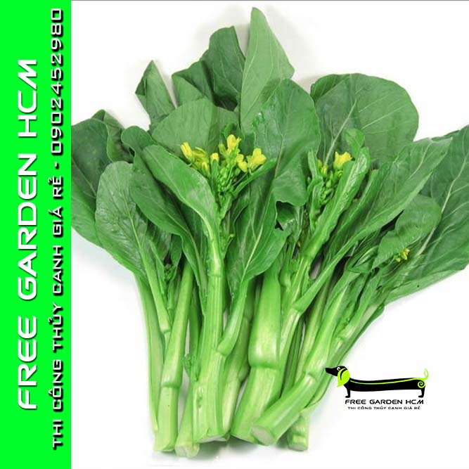 HẠT GIỐNG CẢI NGỒNG IMPROVED – Kitazawa – Mỹ