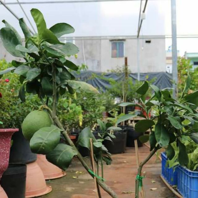 Cây bưởi da xanh ruột đỏ đang trái