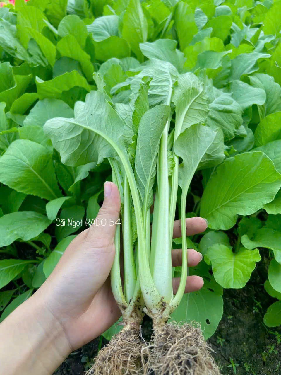 Hạt giống cải ngọt rado 54 gói 20gram