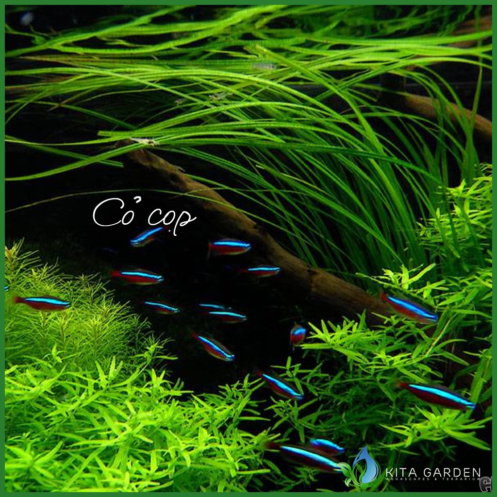 CỎ CỌP -THỦY SINH- Cây Thủy Sinh Cỏ Cop