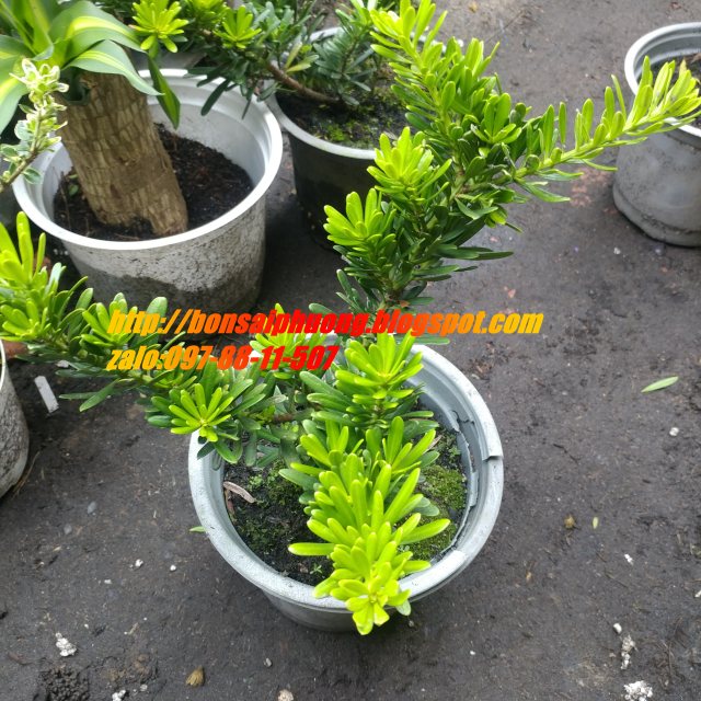 tùng kim cương 27-30cm