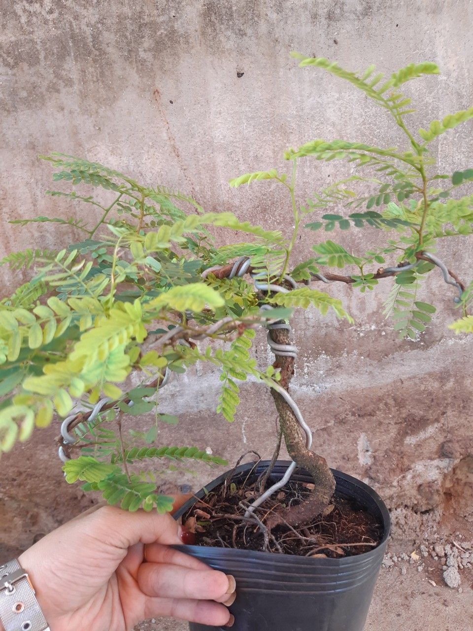 cây me bonsai