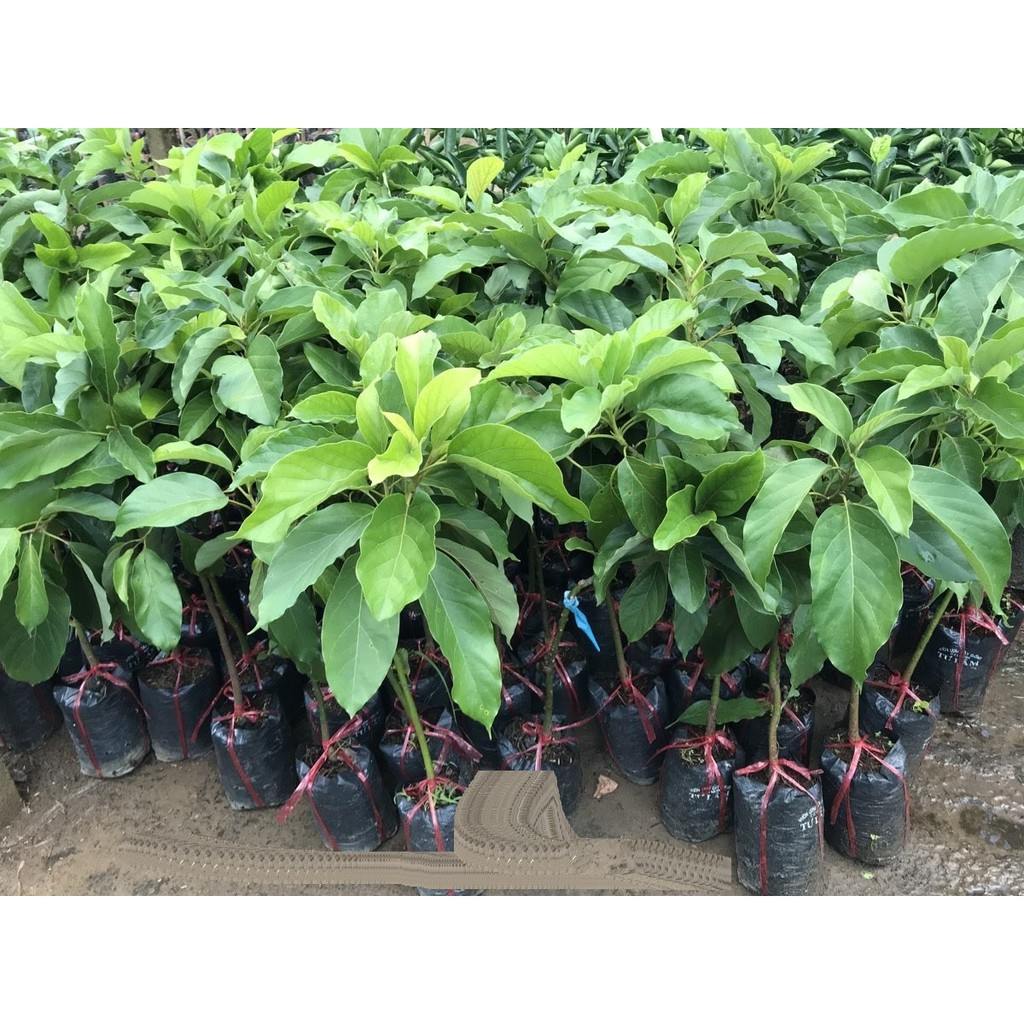 [Chuẩn Giống F1] Cây BƠ 034 siêu quả - hàng cây giống CHUẨN F1