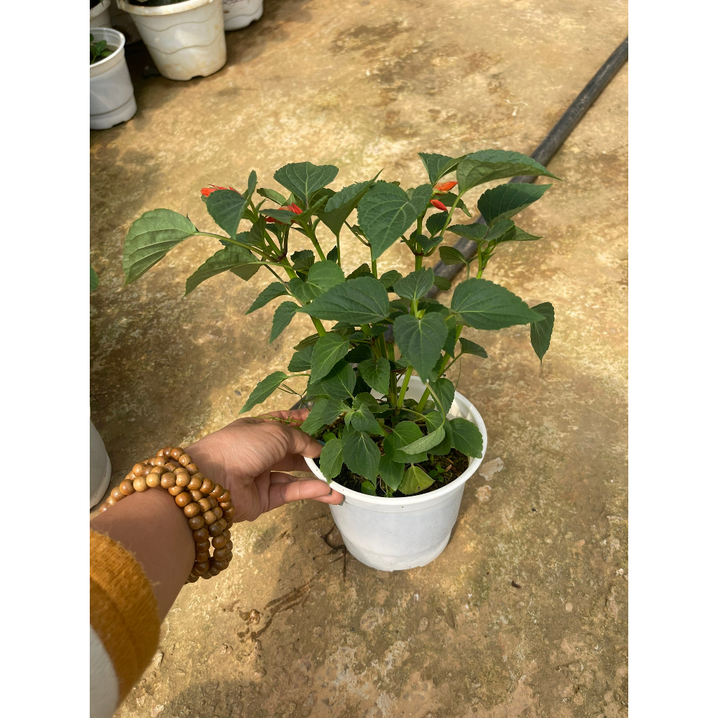 Chậu cây giống hoa xác pháo đỏ