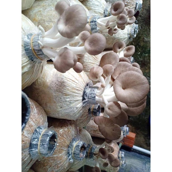 Phôi nấm Bào ngư (1 kiện 9 phôi)