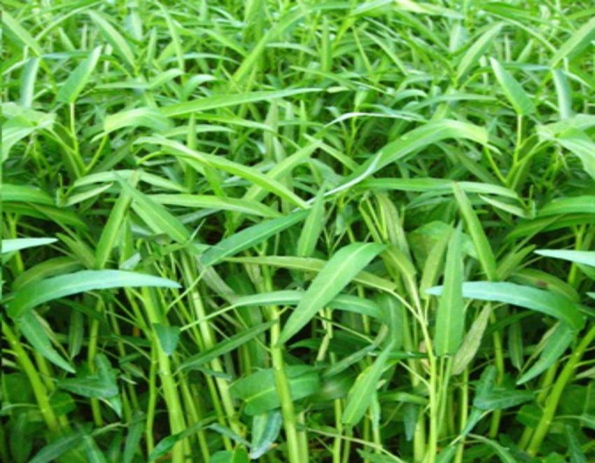Hạt giống rau MUỐNG CAO SẢN