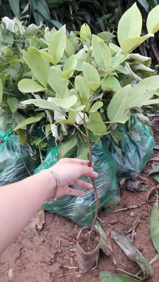 Muồng Hoàng Yến -Osaka hoa vàng + Tặng 02 Cây Quế Giống