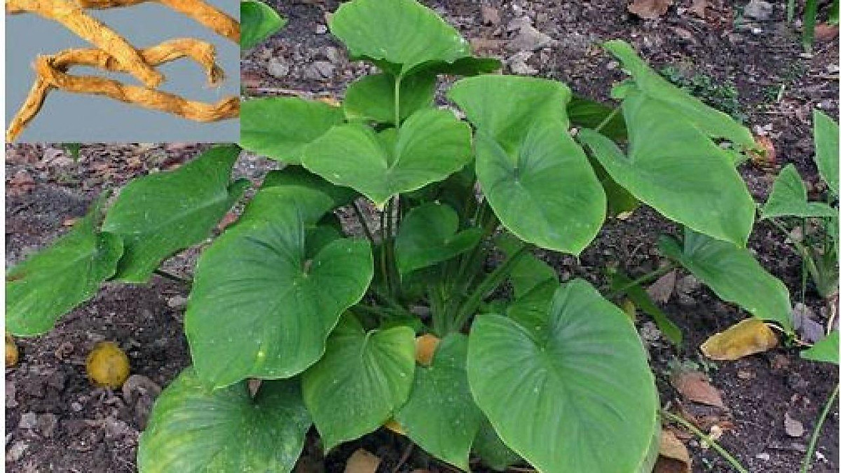 Cây giống thiên niên kiện combo 3 cây