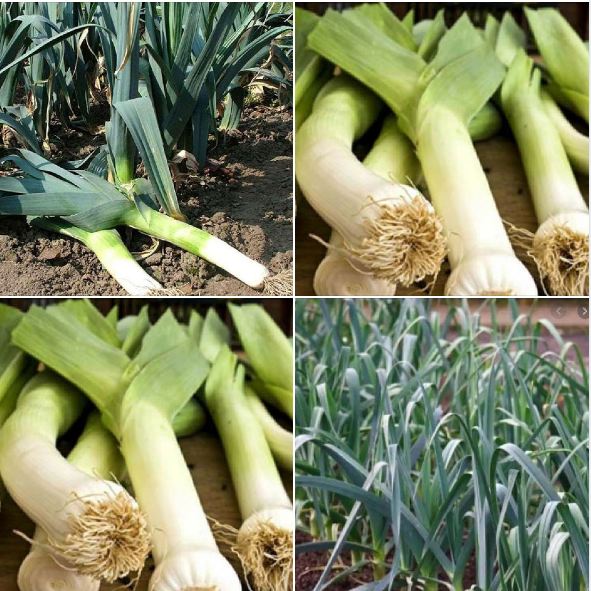 Hạt Giống Hành Baro - Tỏi Tây -  gói 1gram ( 200 hạt)