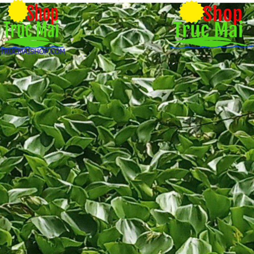 100g rễ lục bình khô (bèo tây) 5k
