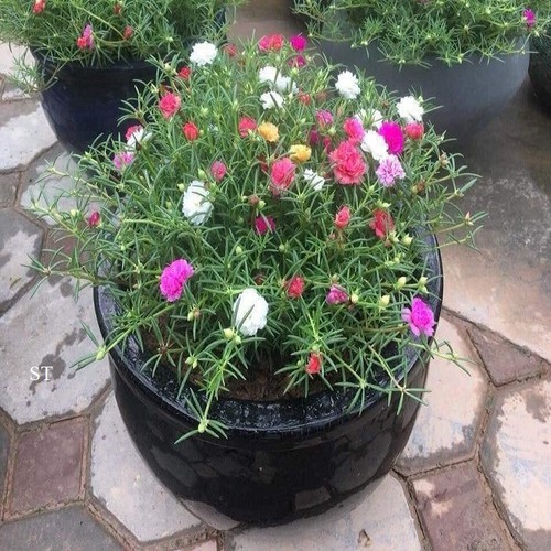 COM BO 2 CHẬU HOA MƯỜI GIỜ GIỐNG