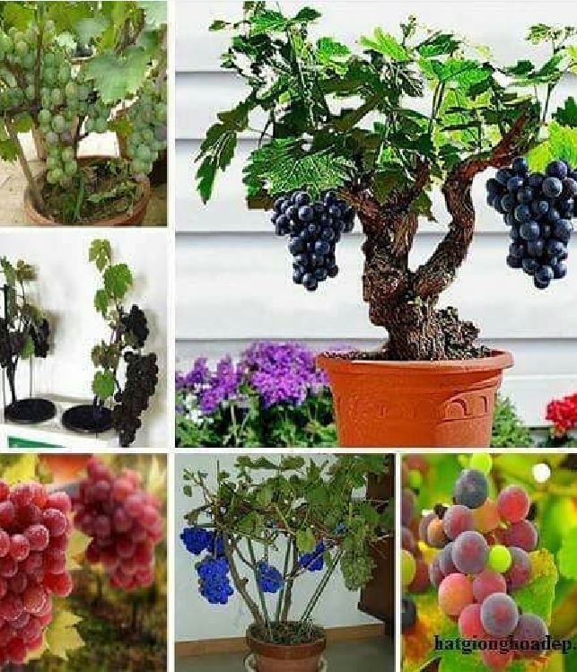 Hạt giống nho lùn pháp ( nho bonsai ) 10 hạt/gói (TẶNG gói kích thích hạt nảy mầm)