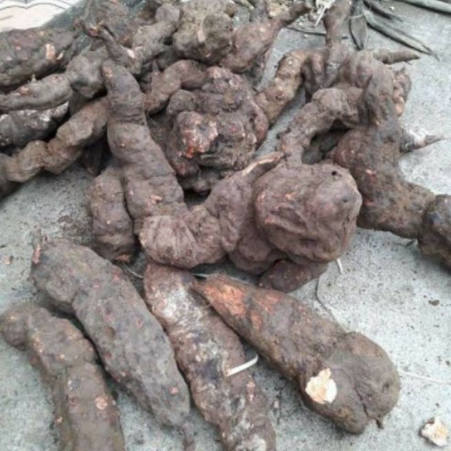 1kg hà thủ ô đỏ tươi