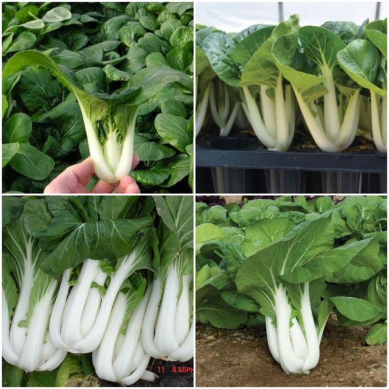 Hạt Giống Cải Pokoy Trắng
