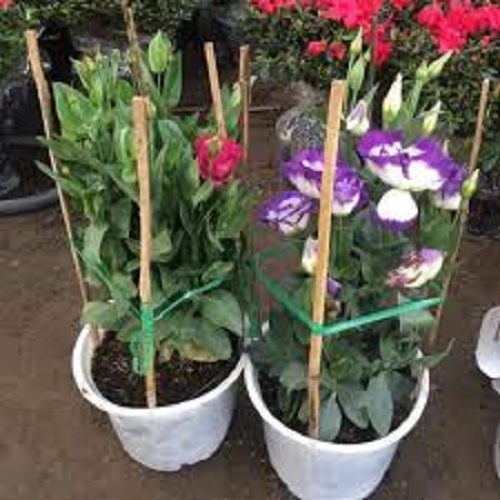 Chậu cát tường đủ màu