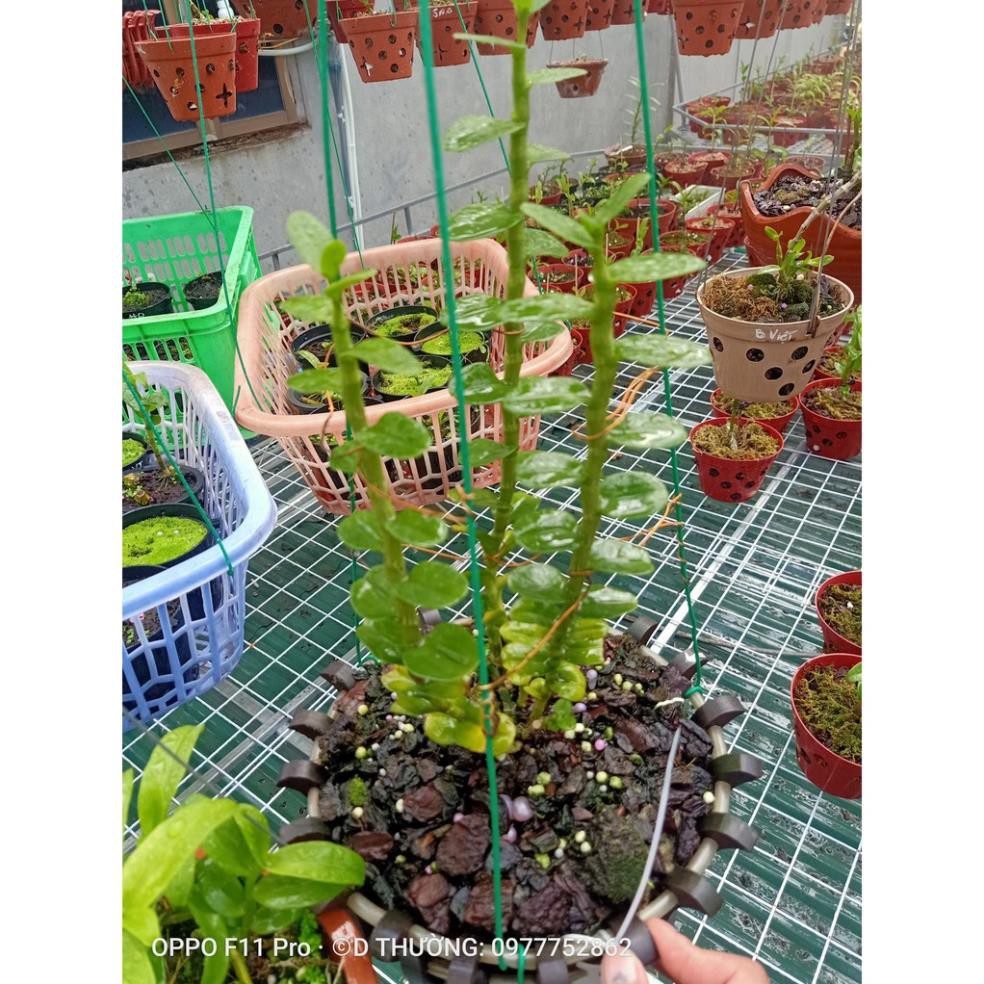 [FREESHIP - Xả Khô Máu] Hoa lan phi điệp- mít đồng xu đà bắc ( bản lá to, dày )