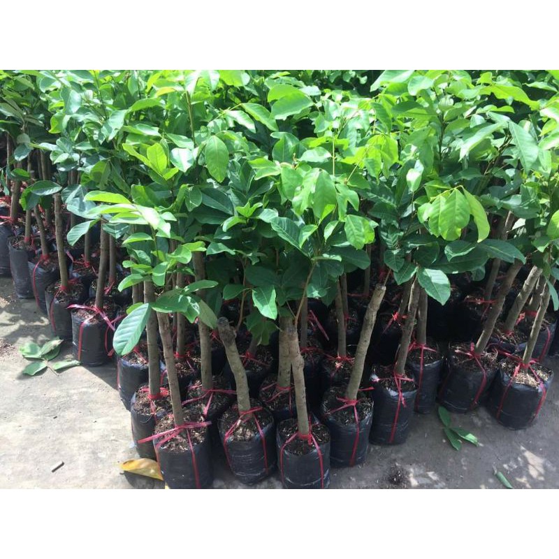 cây chôm chôm thái siêu sớm