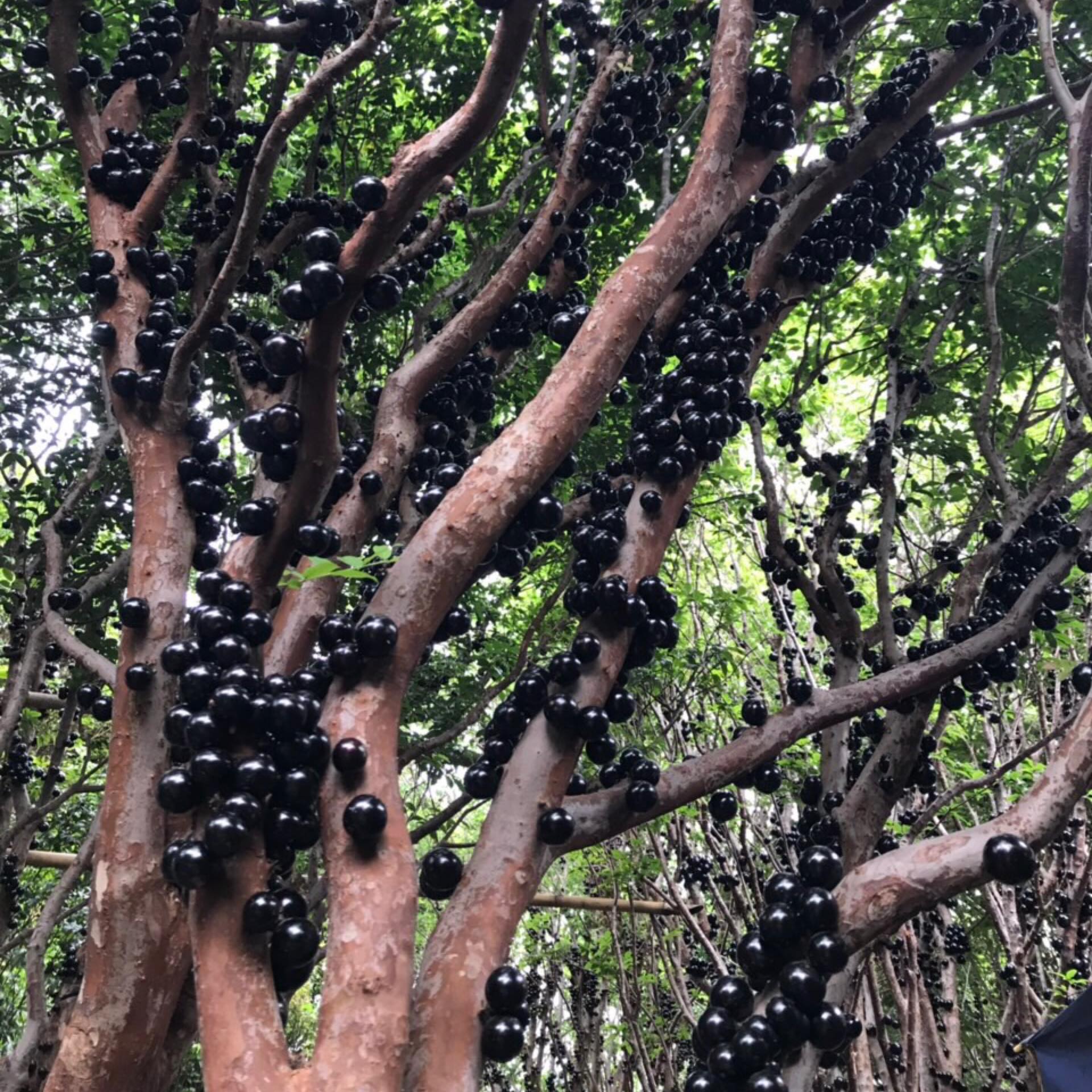 Cây nho thân gỗ tứ quý lá to trưởng thành cao 1m5 (Ảnh thật số 2)