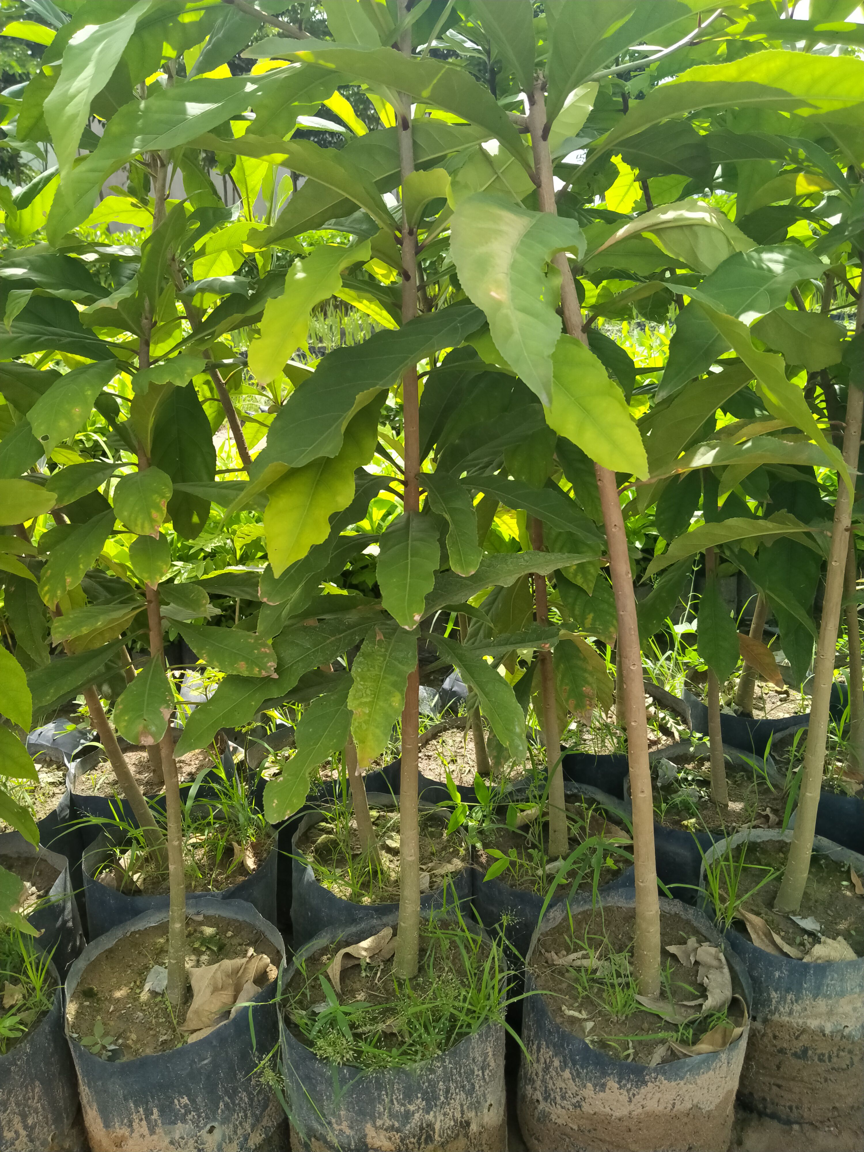 2 Cây lộc vừng cao 1,2m đẹp