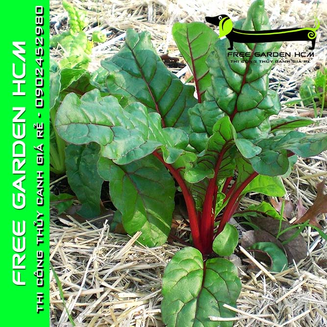 1200 HẠT GIỐNG CẢI CẦU VỒNG ĐỎ/ CẢI CẦU VỒNG TRẮNG RZ Hà Lan