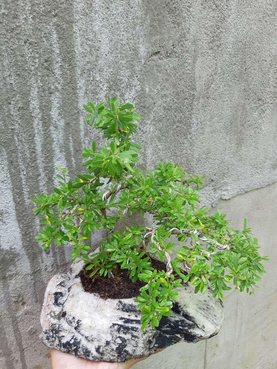 linh sam bonsai chậu mini