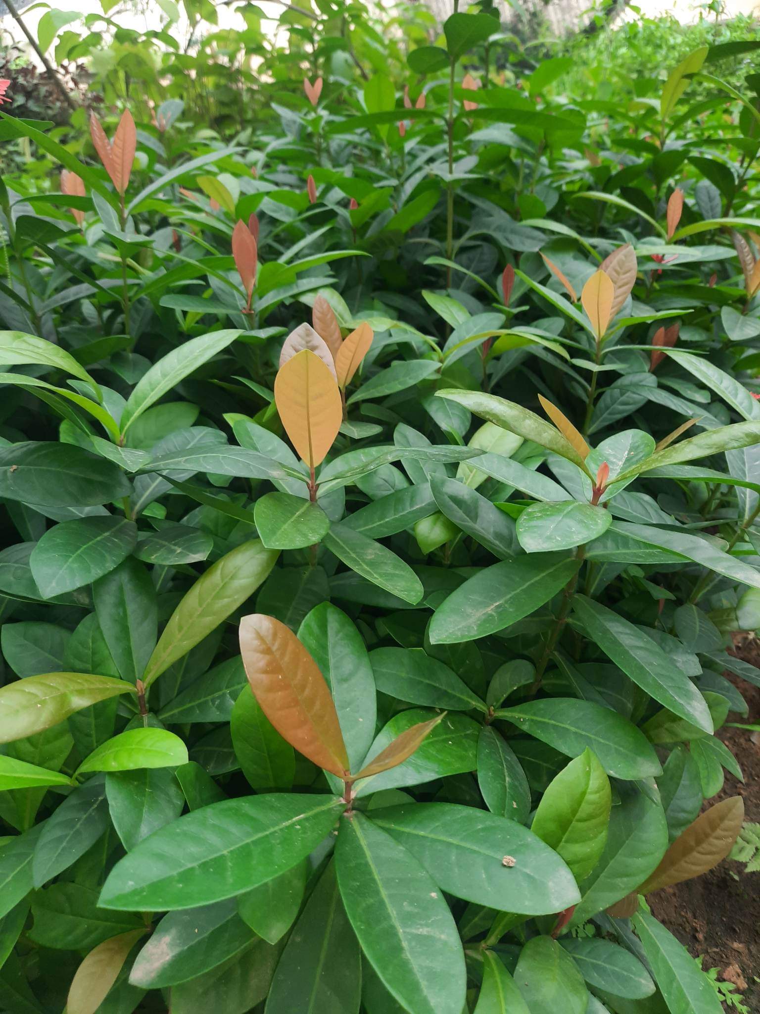 Cây hoa Mẫu Đơn, Hoa Trang