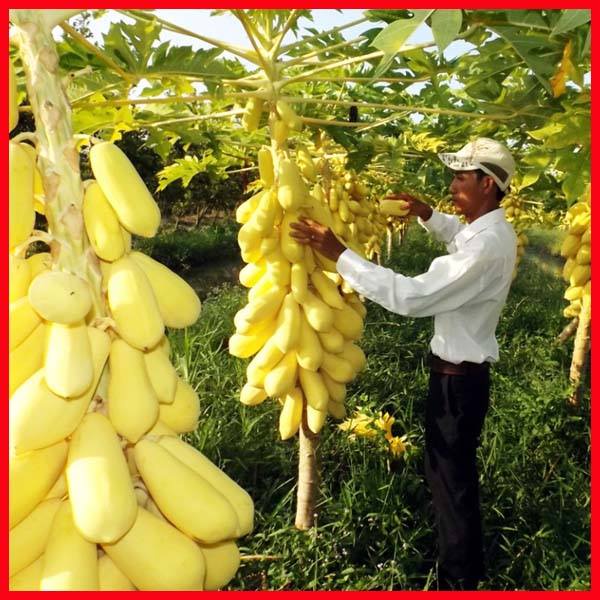 GIỐNG ĐU ĐỦ LÙN THÁI LAN (cây giống siêu sớm có bảo hành )