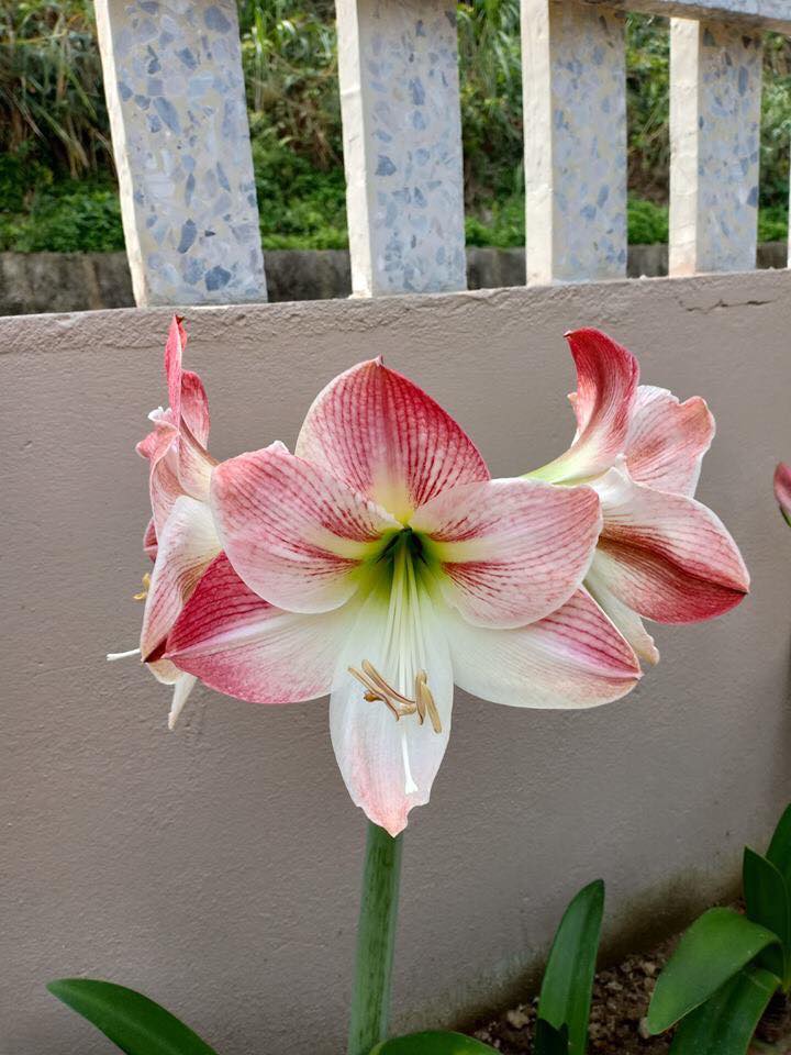 Bộ 2 củ giống hoa lan huệ tây - ( 1 củ hồng đào và 1 củ đỏ nhung )