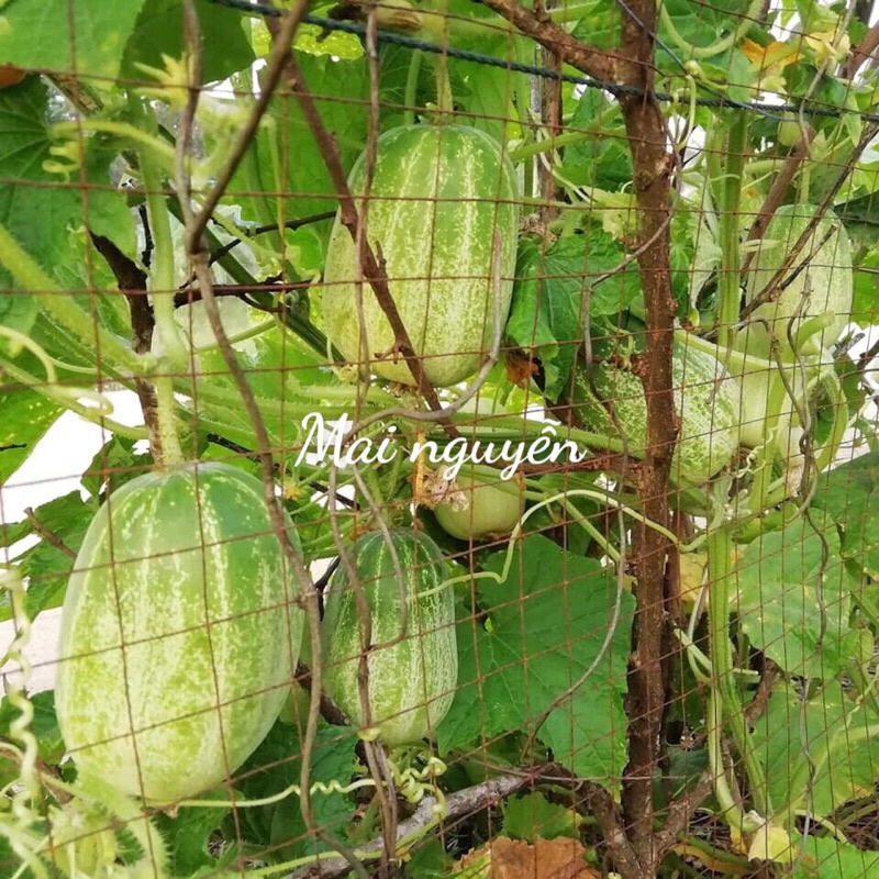 Hạt Giống Dưa Chuột Miêu Chiêng Mai