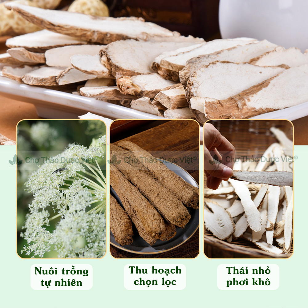 Bạch chỉ khô 1kg, thái lát mỏng, trắng, thơm, hỗ trợ sức khỏe - Chợ Thảo Dược Việt