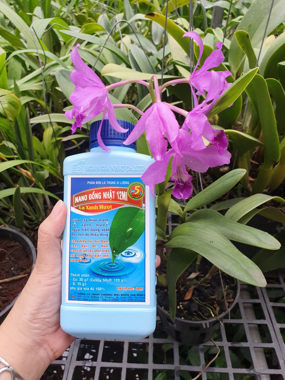 Trừ bệnh nano đồng chai 500ml -mai huy