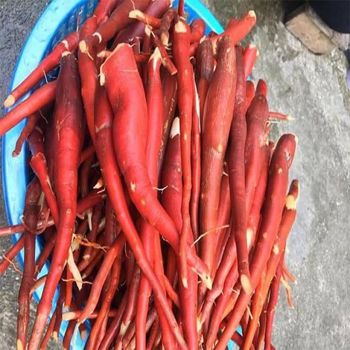 Sâm Cau Đỏ tươi 1kg